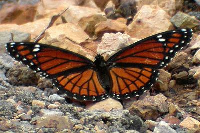 u29/nomantra/medium/17926580.viceroy.jpg