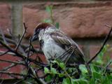 House Sparrow