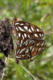 Mating Pair