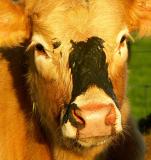 4th May 2005 curious calf