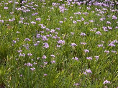 Flowers10797.jpg