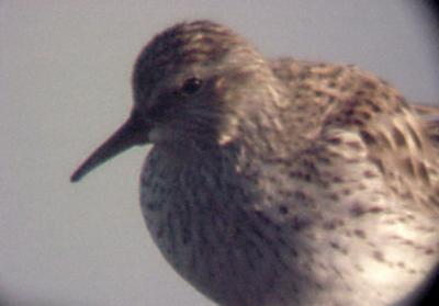 White-rumped Sandpiper 5-3-05 -