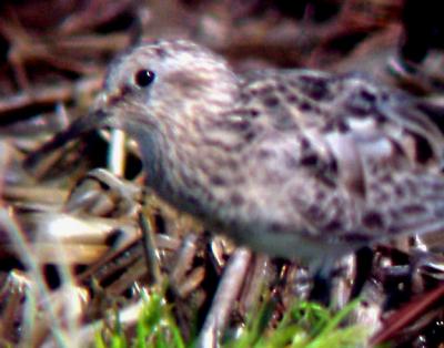 Bairds Sandpiper - 4-9-05