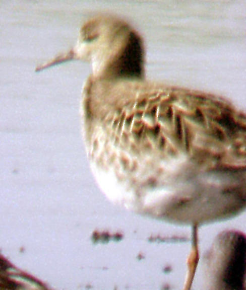 Ruff - female 5-3-05 color legs.