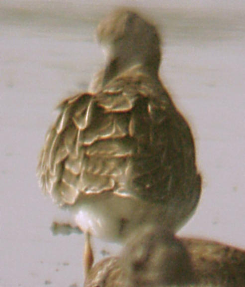 Ruff - female 5-3-05  back.