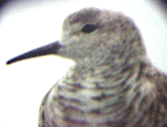 Ruff - female - 5-4-05 number 3