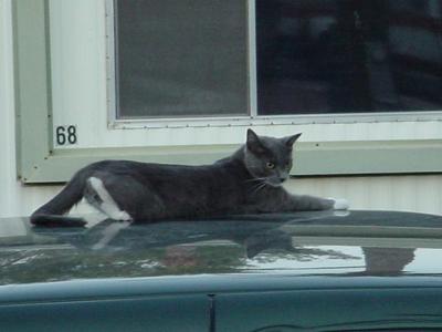 Smokey on the green truck club