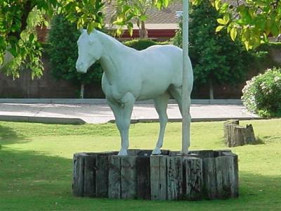 a white horse