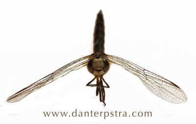 Dragonfly Front