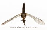 Dragonfly Front