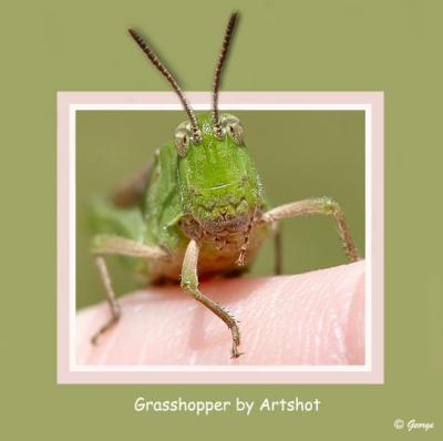 ArtShot Grasshopper Finished.jpg