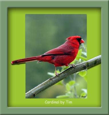 Cardinal 01 Framed.jpg
