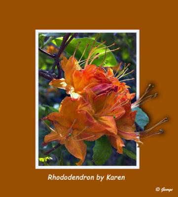 Rhododendron Finished.jpg