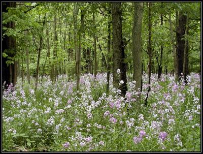 Forest Phloxby Kathy