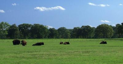 Where the Buffalo Roamby Bill Huber