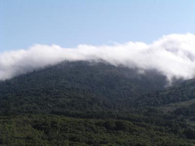 June fog rolls over the Redwoodsby Curtisls
