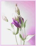 <b>1st Place</b><br>Lisianthus<br>by laLady
