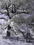 <b>Witness Tree</b><br>by Jennz