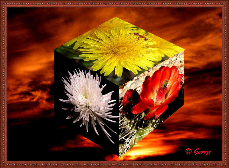 Cube Flower copy 800.jpg