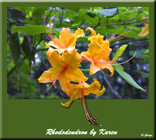 Rhodo Finished.jpg