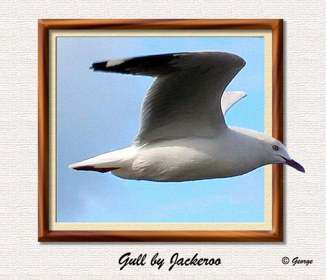 Seagull Finished.jpg