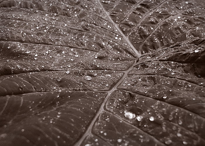 Frosty Leaf