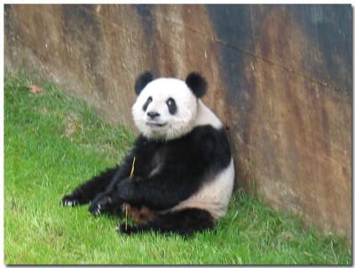 Le Le (male Panda)