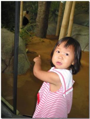 See the Panda
