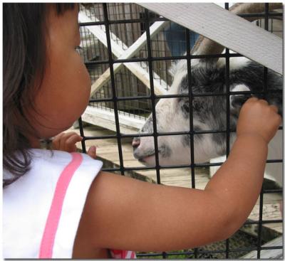 Petting the goat's ear