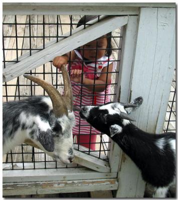 More of the goats