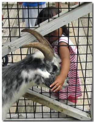 Anna wanted to pet other ear