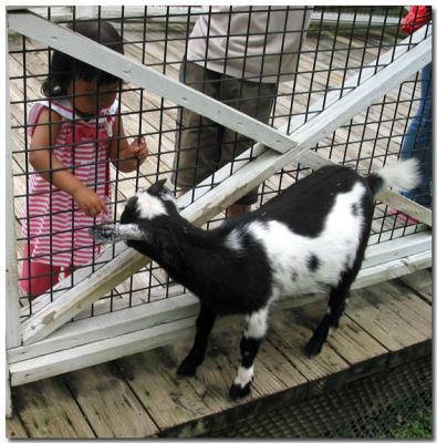 Checking out another goat