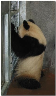 Panda being fed