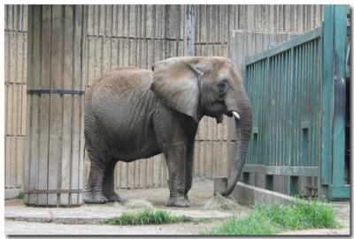 Elephant