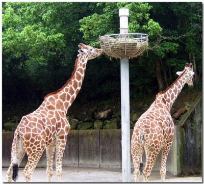 Giraffes