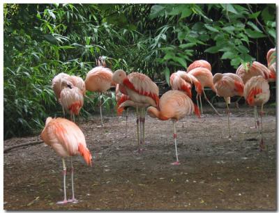 Flamingoes