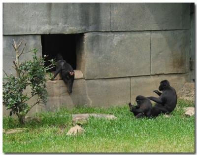 Monkeys