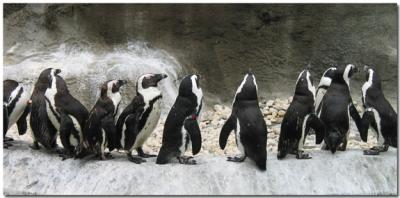 Penguins