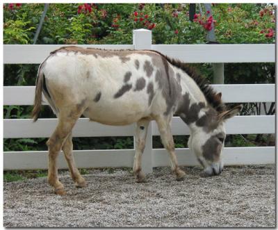 Mule