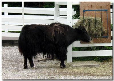 Yak