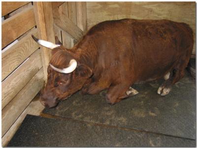 Cow