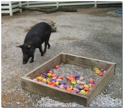 Pig