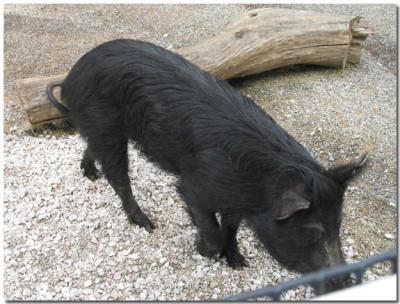 Pig
