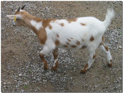 Goat