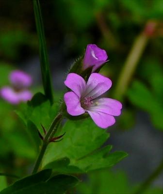 They are wild,  they are tiny,  they are beautiful.