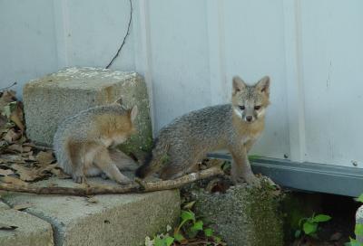 fox 2.jpg