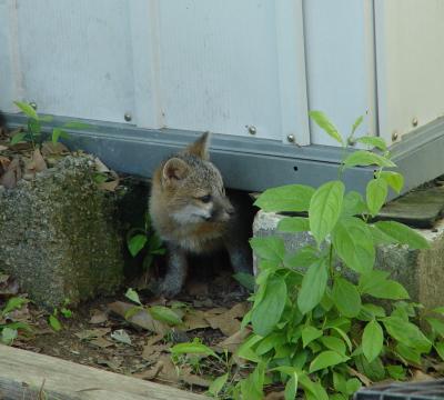 fox 8.jpg