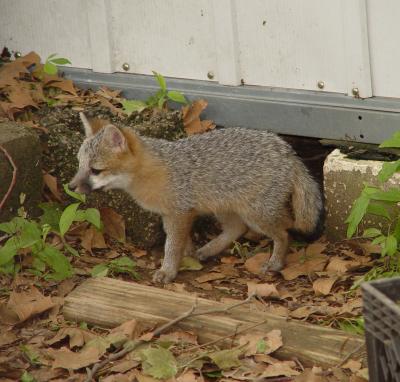 fox 16.jpg