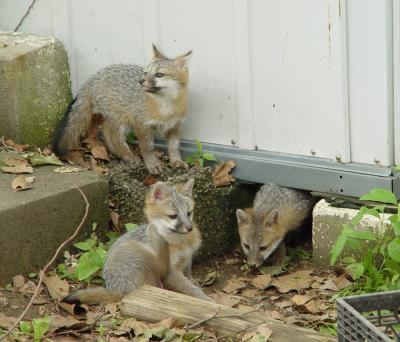 fox 24.jpg