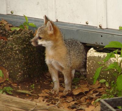 fox 26.jpg